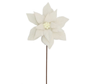 Forest Poinsettia Ivory